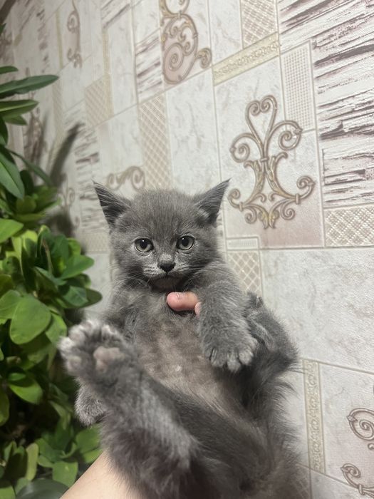 Срочно британский скоттиш страйт мальчик