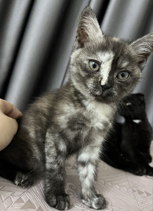 Котята 2 месяцев