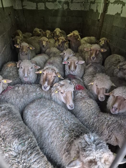 Oi tigai rosii.gestante