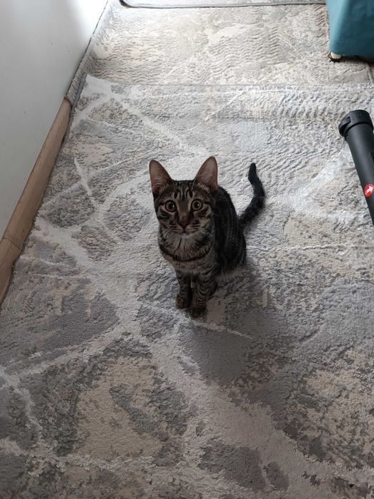 Мальчик , кастрация в подарок