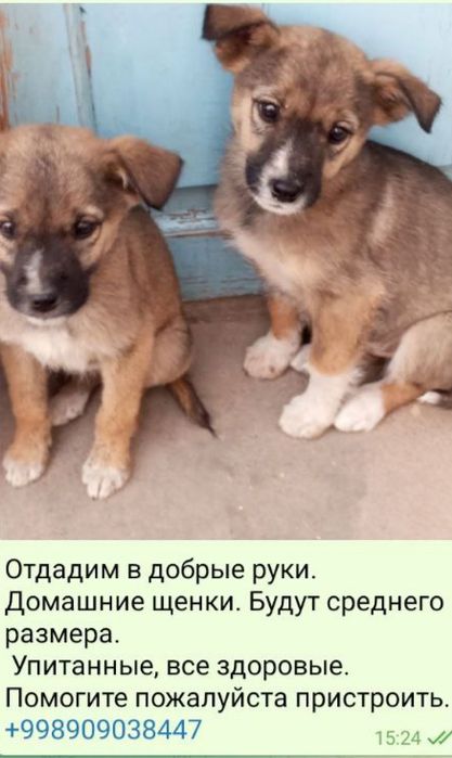 Ищем добрых хозяев!