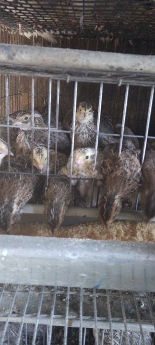 Tineret  prepelite 3 sapt