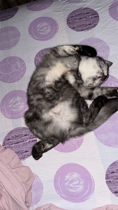 Продам кошку. Дома малыш из за этого не могу держать кошку дома……………..