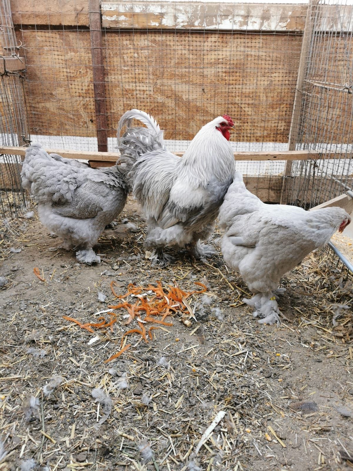 Vând familie brahma izabel