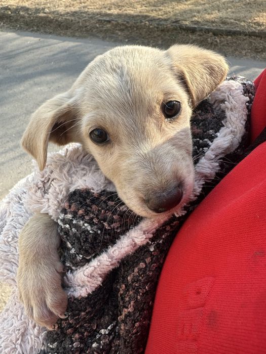 Щеночки в поисках семьи