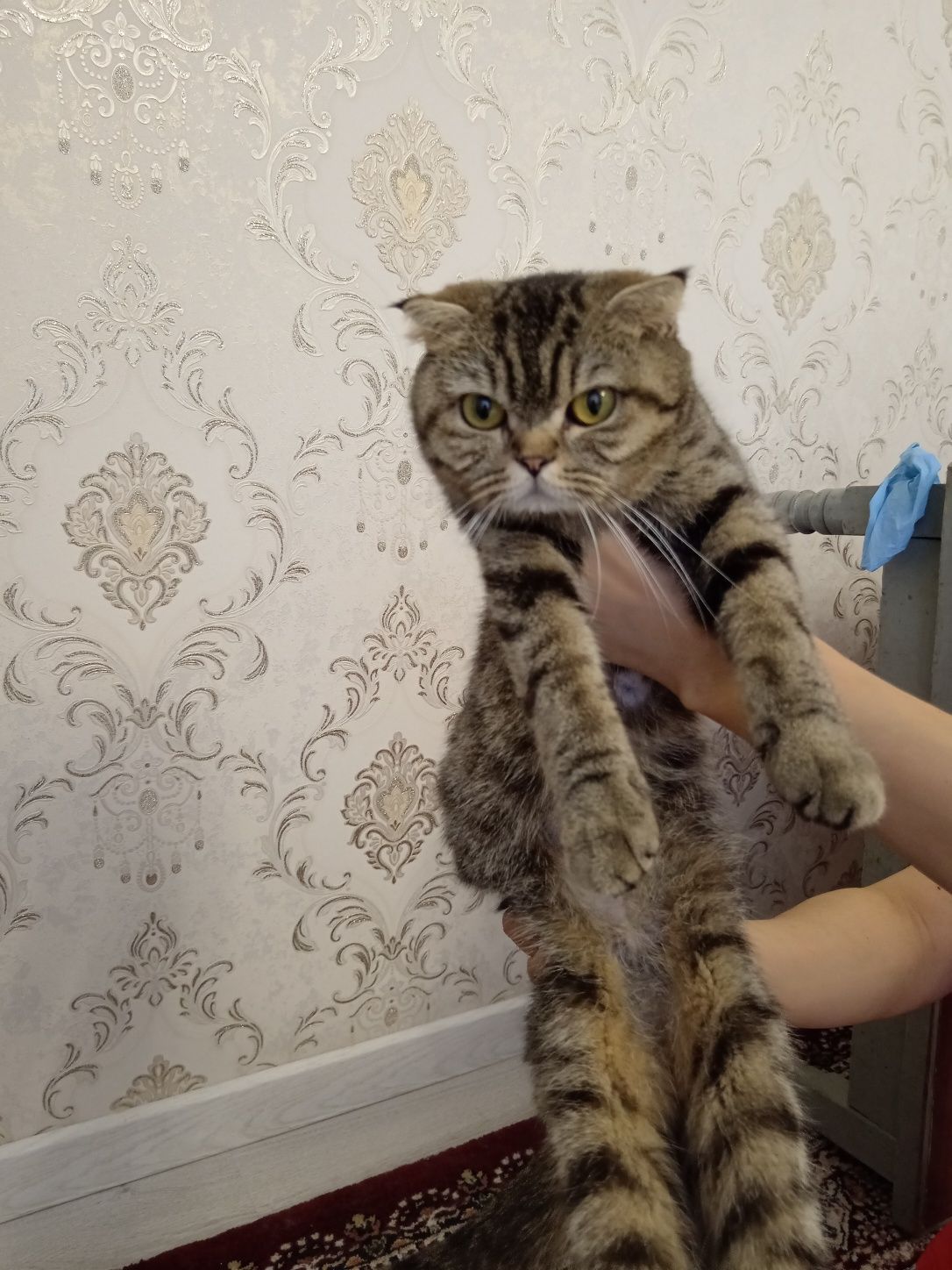 Чистокровные котята