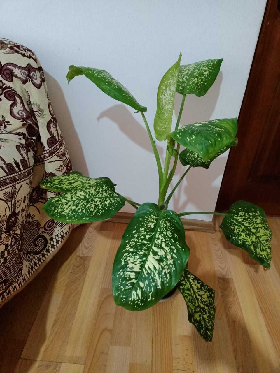 Растение Дифенбахия в Шымкенте