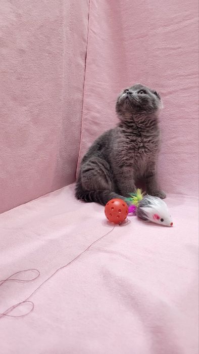 Scottish fold blue
