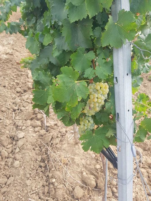Продавам грозде за вино и ракия