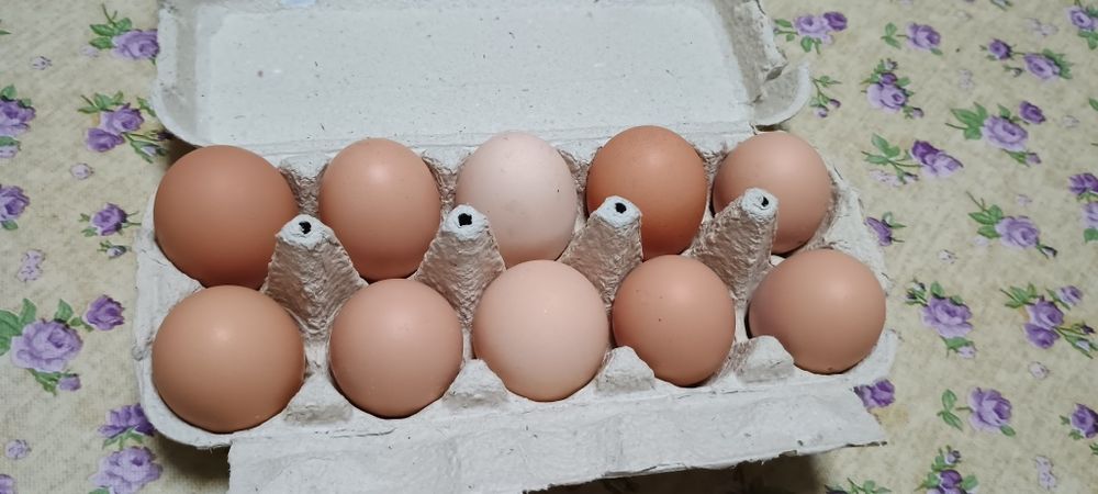 Oua de găină de vânzare