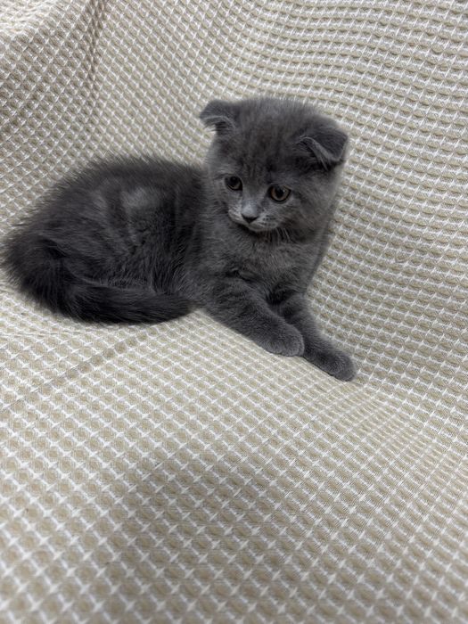 Scottish fold baietel 2 luni