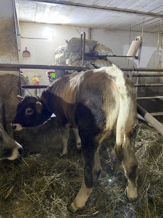 Vând tăuraș de 4 luni