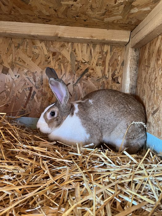 Disponibil femelă hycole francez