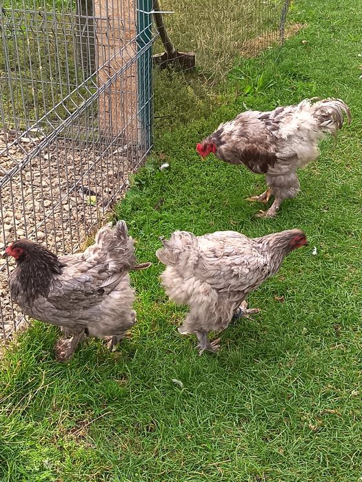 Găini de brahma albastru