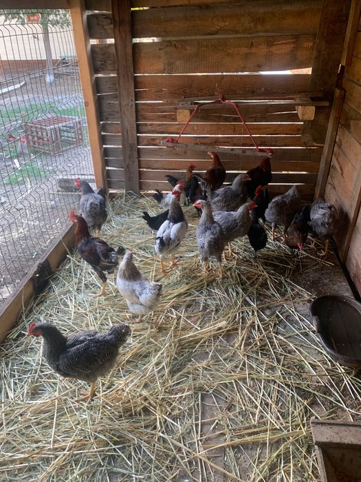 Cocosi Leghorn si playmontrok