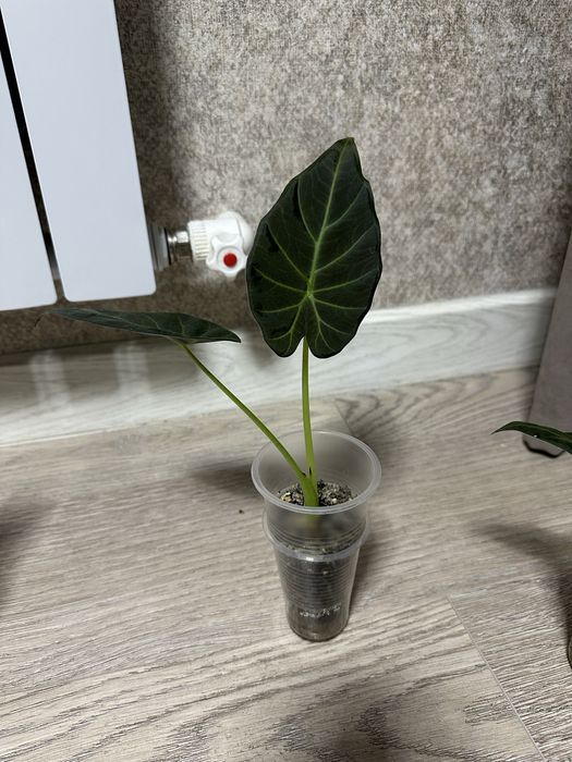 Продаются комнатные цветы