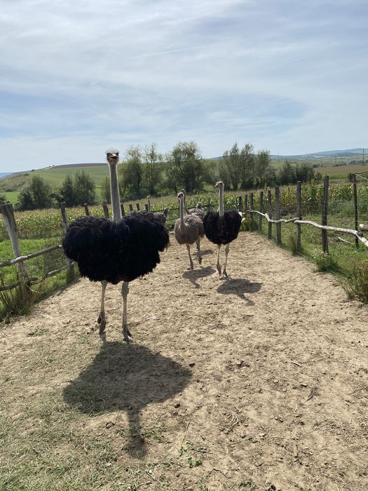 Struti maturi 2 masculi si 3 femele