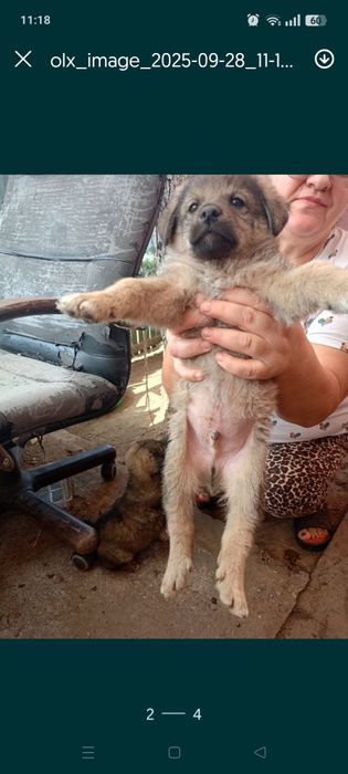 Cățeluși simpatici spre adoptie zona sos Chitilei