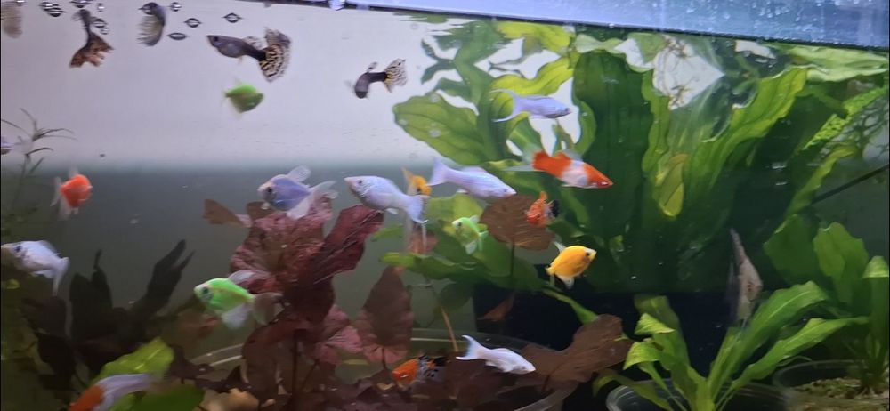 Акварим учун баликлар