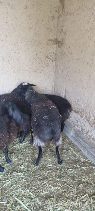 Куйлар сотилади ,соликлар
