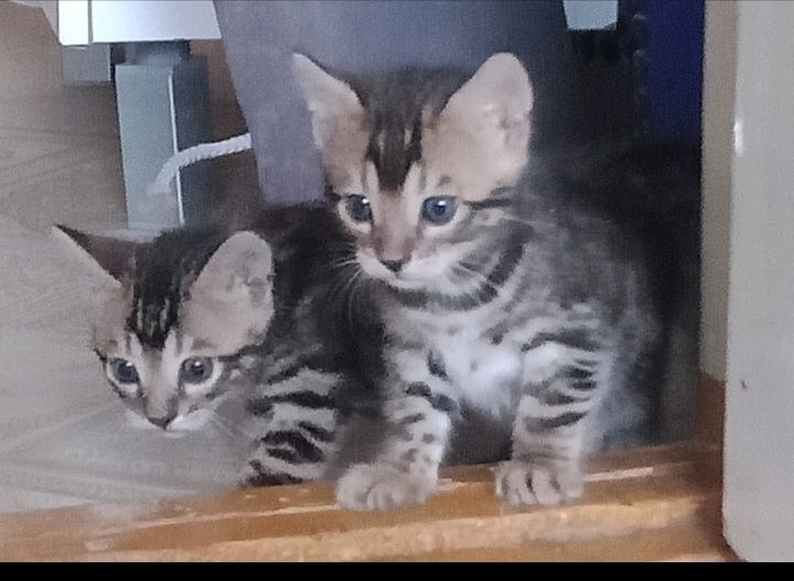 Бенгальский котёнок