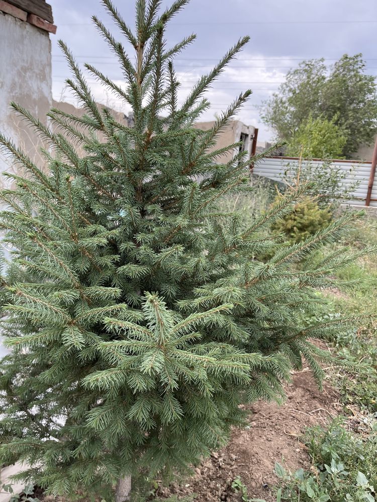 Продам Дом на Царском
