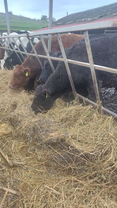 Tauri angus și metiși de bălțată