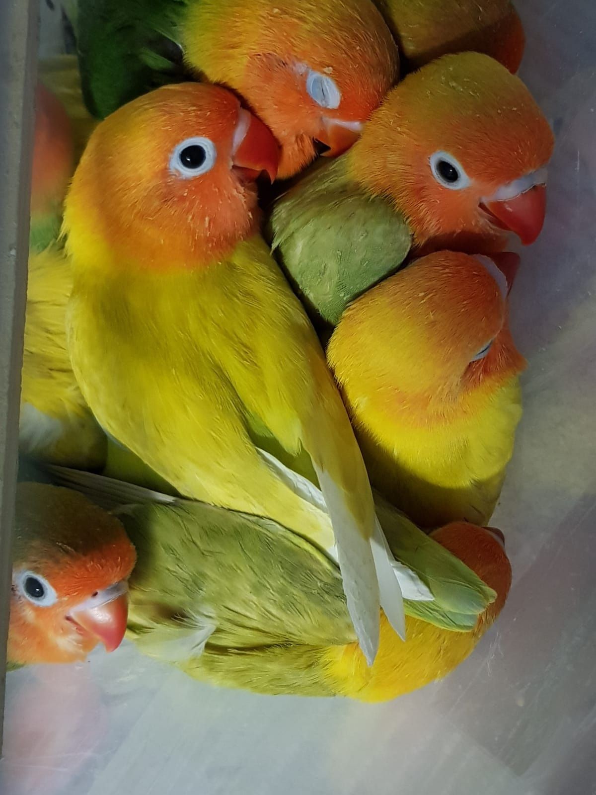 Pui papagali agapornis fischeri blanzi crescuti la seringa (lovebird)