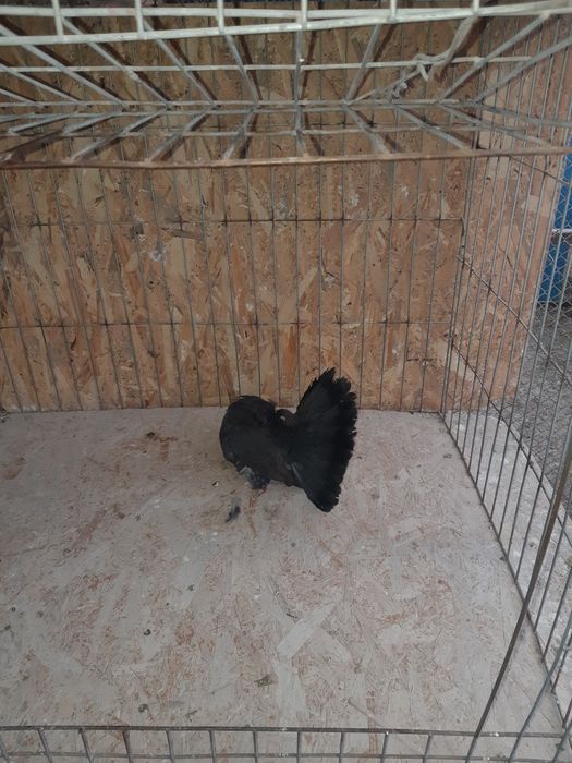 Vand porumbei voltati sau schimb cu cocosi sau gaini Timisoara