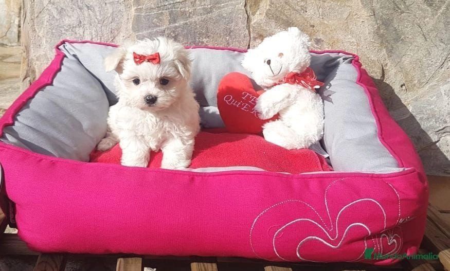 Bichon maltez jucarie vie