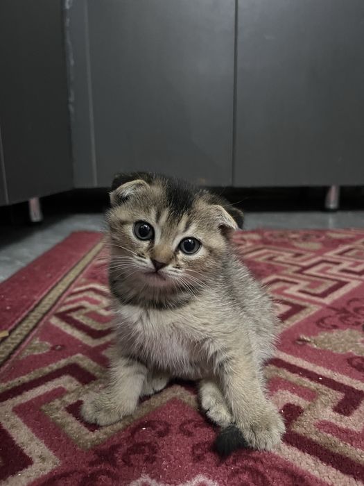 Вислоухий котенок девочка