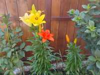 Pamant negru vegetal