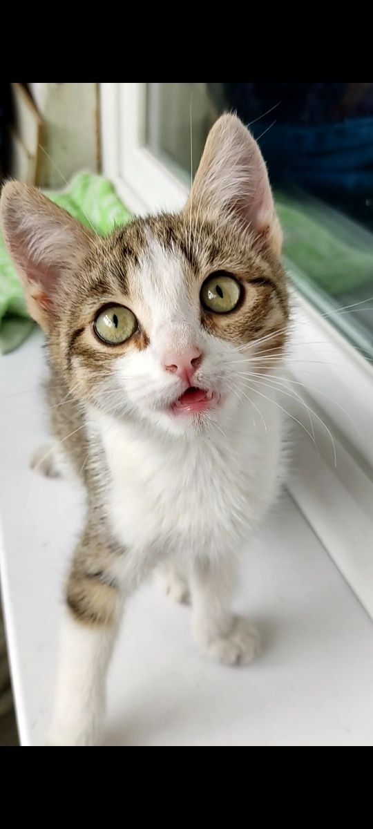 Очень красивый котёнок ищет дом