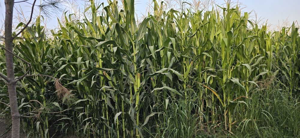 Silos bor, doni bilan o‘raladi.