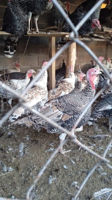 Всем доброе времени суток продам индюшат хорошие...в наличии