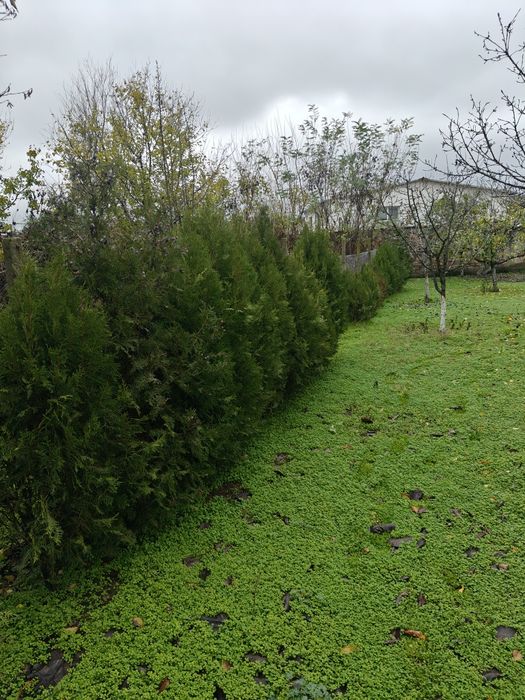 Подарявам  вкоренени  туи