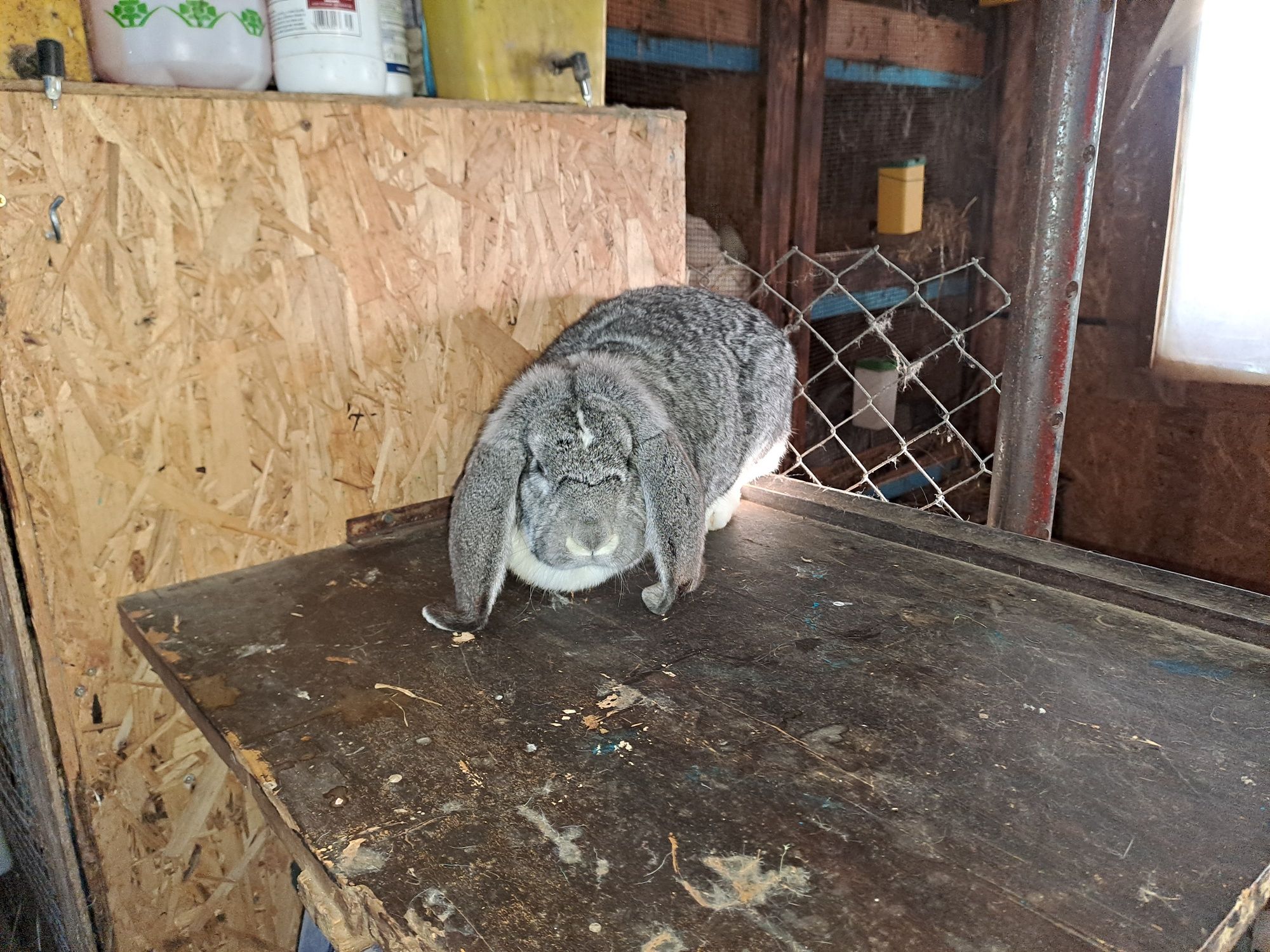 Berbec german chinchilla pui și maturi