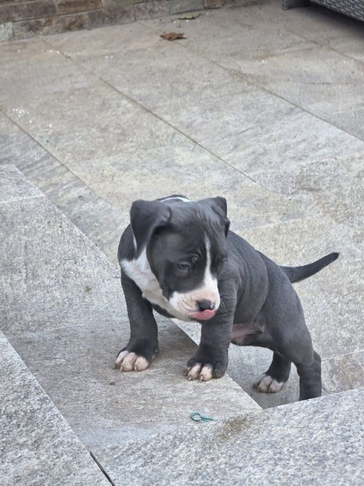 Pui perfect sanatosi cu pedigree