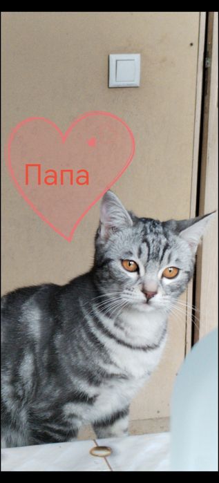 Котёнк Шотландский скотиш страйт мальчик 2 месяца