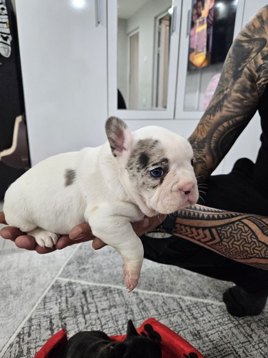 Френски булдог ,