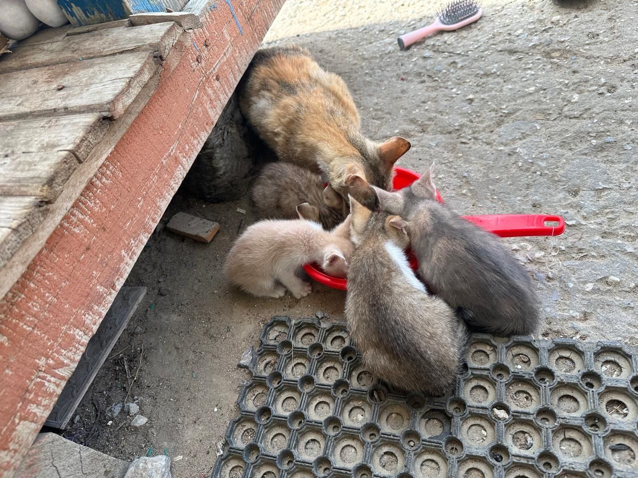 Котёнок 1,5 месяца