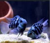 Ciclide Americane Pollar Blue Parrot