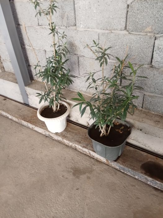 Лияндра цветок цветки розовый и пахнут классно