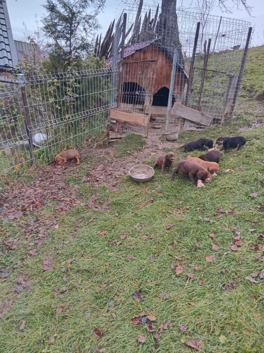 Donez catei – metisiLimier Bavarez si  Copoi Ardelenesc, 3 luni