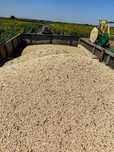 Vând mazăre 1.5 lei/kg