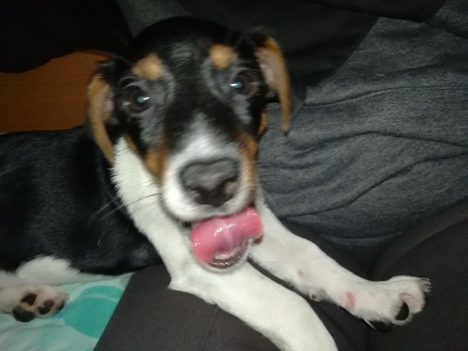 Джак Ръсел бебе