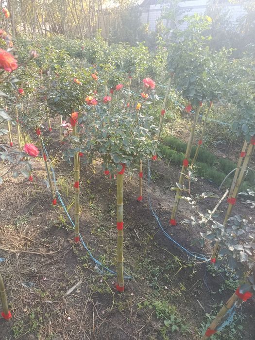 Metropka shtampoviy atirgul tayyor dastafka bor штамповаф роза