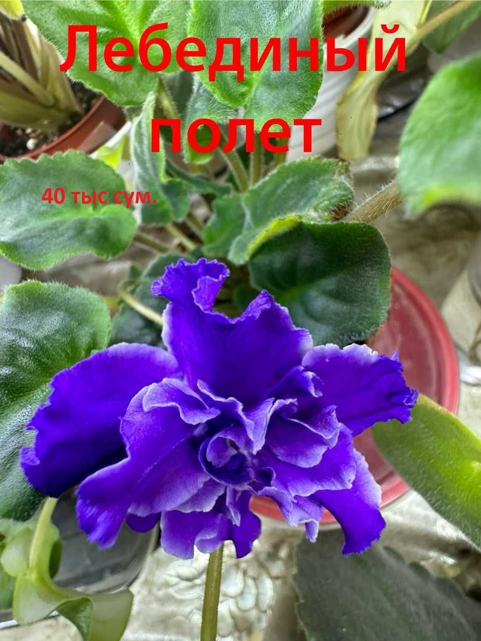 Фиалки в ассортименте
