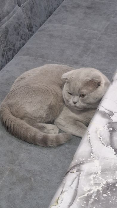 Кот для разведения!!!