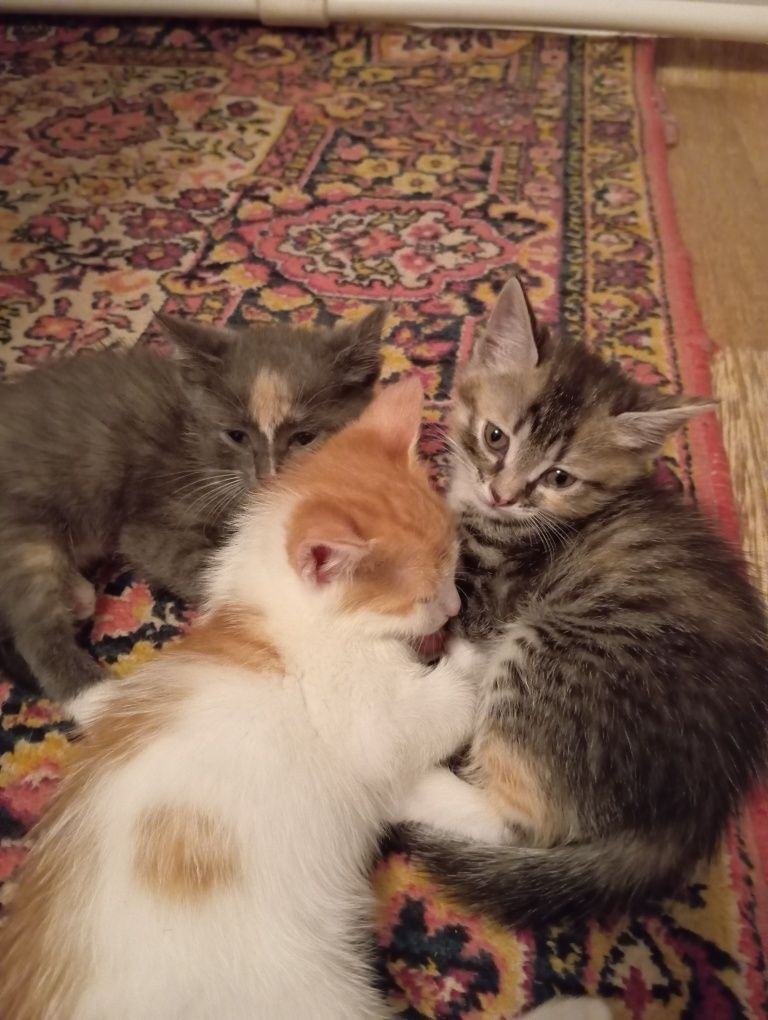 Отдам котят в добрые руки.